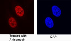 Human Phospho-c-Jun (S63) Antibody, R D Systems 100 ug; Unconjugated:Antibodies,