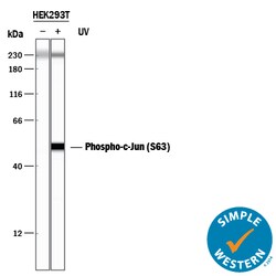 Human Phospho-c-Jun (S63) Antibody, R D Systems 100 ug; Unconjugated:Antibodies,