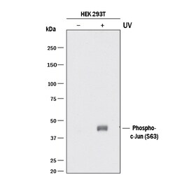 Human Phospho-c-Jun (S63) Antibody, R D Systems 100 ug; Unconjugated:Antibodies,