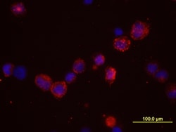 Human Claudin-12 Antibody, R D Systems 25&mu;g; Unlabeled:Antibodies, Monoclonal