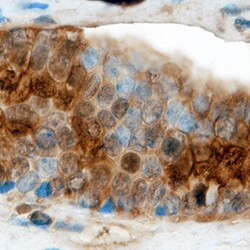 Human Claudin-19 Antibody, R D Systems 100ug; Unlabeled:Antibodies, Monoclonal
