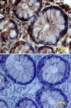 Human Claudin-3 Antibody, R D Systems 100ug; Unlabeled:Antibodies, Monoclonal