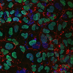 Human Claudin-6 Antibody, R D Systems 100ug; Unlabeled:Antibodies, Monoclonal