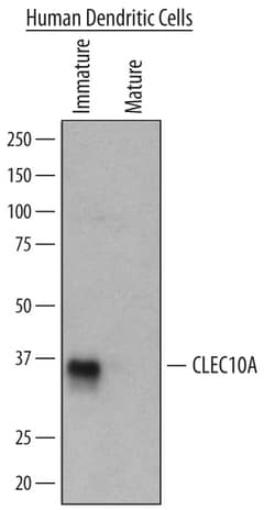 Human/Mouse CLEC10A/CD301 Antibody, R D Systems 25&mu;g; Unlabeled:Antibodies,