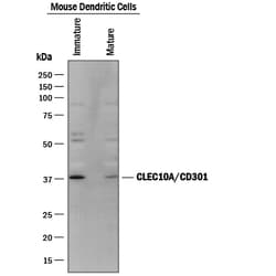 Human/Mouse CLEC10A/CD301 Antibody, R D Systems 25&mu;g; Unlabeled:Antibodies,
