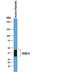 Human/Mouse/Rat CLEC-2/CLEC1B Antibody, R D Systems 100 &mu;g | Buy Online | R&D Systems | Fisher Scientific
