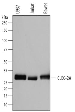 Human CLEC-2A Antibody, R D Systems 100ug; Unlabeled:Antibodies, Monoclonal