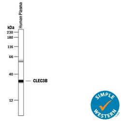 Human CLEC3B/Tetranectin Antibody, R D Systems 25&mu;g; Unlabeled:Antibodies,