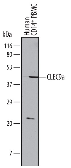 Human CLEC9a Antibody, R D Systems 100&mu;g; Unlabeled:Antibodies, Polyclonal