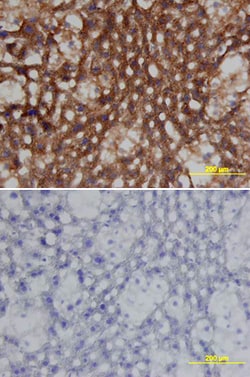 Mouse Clusterin Antibody, R D Systems 25&mu;g; Unlabeled:Antibodies, Polyclonal