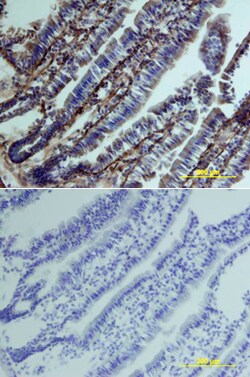 Mouse Clusterin Antibody, R D Systems 25&mu;g; Unlabeled:Antibodies, Polyclonal