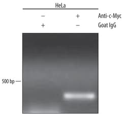 Human/Mouse c-Myc Antibody, R D Systems 100&mu;g; Unlabeled:Antibodies,