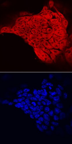Human/Mouse c-Myc Antibody, R D Systems 100&mu;g; Unlabeled:Antibodies,