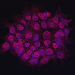 Human/Mouse c-Myc Antibody, R D Systems 100&mu;g; Unlabeled:Antibodies,