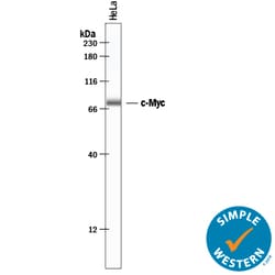 Human/Mouse c-Myc Antibody, R D Systems 100&mu;g; Unlabeled:Antibodies,