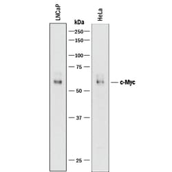 Human/Mouse c-Myc Antibody, R D Systems 100&mu;g; Unlabeled:Antibodies,