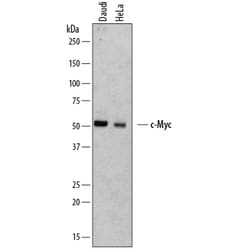 Human c-Myc Antibody, R D Systems 100ug; Unlabeled:Antibodies, Monoclonal