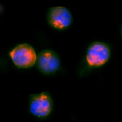 Human c-Myc Antibody, R D Systems 100ug; Unlabeled:Antibodies, Monoclonal
