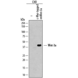 Human c-Myc Antibody, R D Systems 100ug; Unlabeled:Antibodies, Monoclonal