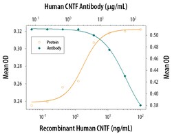 Human CNTF Antibody, R D Systems:Antibodies:Primary Antibodies