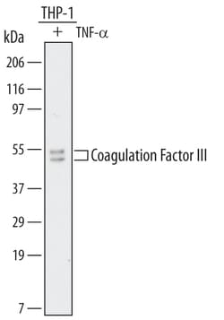 Human Coagulation Factor III/Tissue Factor Antibody, R D Systems:Antibodies:Primary