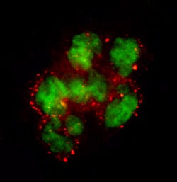 Human Coagulation Factor VII Antibody, R D Systems 25&mu;g; Unlabeled:Antibodies,