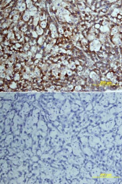 Mouse Coagulation Factor VII Antibody, R D Systems 25&mu;g; Unlabeled:Antibodies,