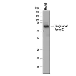 Human Coagulation Factor X Antibody, R D Systems Lyophilized; 100&mu;g:Antibodies,