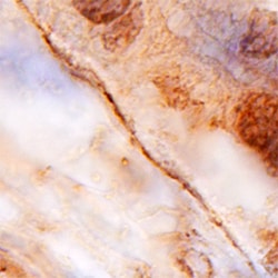Human Collagen XIII alpha 1 Antibody, R D Systems 100ug; Unlabeled:Antibodies,