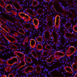 Mouse Collectrin Antibody, R D Systems 25&mu;g; Unlabeled:Antibodies, Polyclonal