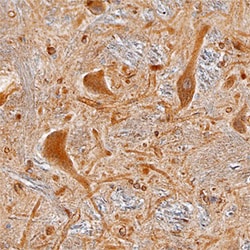 Human Collybistin/ARHGEF9 Antibody, R D Systems 100ug; Unlabeled:Antibodies,
