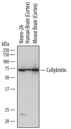 Human Collybistin/ARHGEF9 Antibody, R D Systems 100ug; Unlabeled:Antibodies,