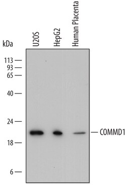 Human COMMD1 Antibody, R D Systems 25&mu;g; Unlabeled:Antibodies, Monoclonal