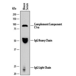 Mouse Complement Component C1ra Antibody, R D Systems 25&mu;g; Unlabeled:Antibodies,