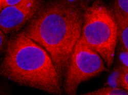 Human Complement Component C3a Antibody, R D Systems 100&mu;g; Unlabeled:Antibodies,