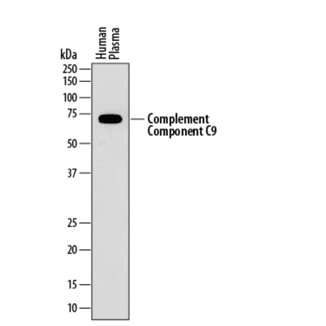 Complement Component C9 Mouse anti-Human, Clone: 887025, R D Systems ...