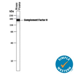 Mouse Complement Factor H Antibody, R D Systems 100&mu;g; Unlabeled:Antibodies,