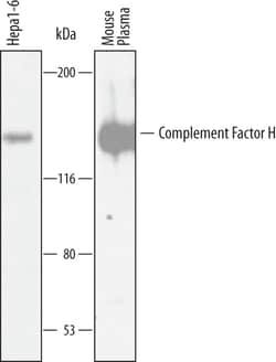 Mouse Complement Factor H Antibody, R D Systems 100&mu;g; Unlabeled:Antibodies,