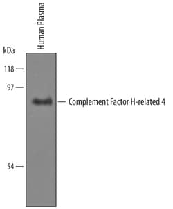 Human Complement Factor H-related 4/ CFHR4 Antibody, R D Systems 100 &mu;g | Buy Online | R&D Systems | Fisher Scientific