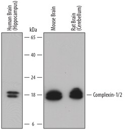 Human/Mouse/Rat Complexin-1/2 Antibody, R D Systems 25&mu;g; Unlabeled:Antibodies,