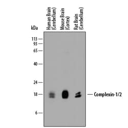 Human/Mouse/Rat Complexin-1/2 Antibody, R D Systems 25&mu;g; Unlabeled:Antibodies,