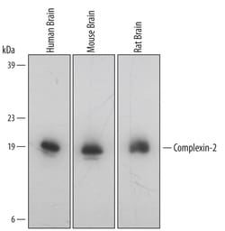 Human/Mouse/Rat Complexin-2 Antibody, R D Systems 100&mu;g; Unlabeled:Antibodies,
