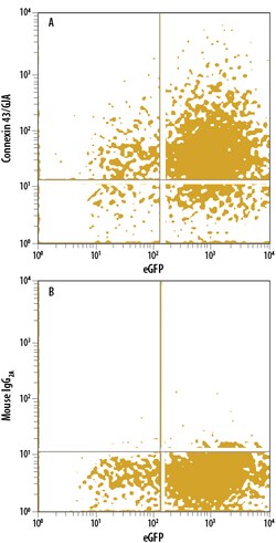 Human Connexin 43/GJA1 APC-conjugated Antibody, R D Systems 100 Tests;