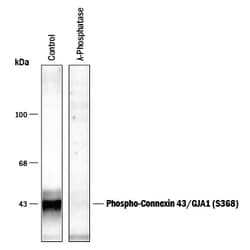 Phospho-Connexin 43/GJA1 (S368) Antibody, R D Systems 100&mu;L; Unlabeled:Antibodies,