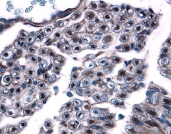 Human/Mouse/Rat Contactin-1 Antibody, R D Systems 25&mu;g; Unlabeled:Antibodies,
