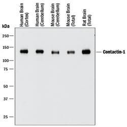 Human/Mouse/Rat Contactin-1 Antibody, R D Systems 25&mu;g; Unlabeled:Antibodies,