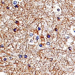 Human/Mouse/Rat Contactin-2/TAG1 Antibody, R D Systems 25 &mu;g | Buy Online | R&D Systems | Fisher Scientific