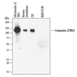 Human/Mouse/Rat Contactin-2/TAG1 Antibody, R D Systems 25 &mu;g | Buy Online | R&D Systems | Fisher Scientific