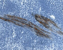 Human/Mouse/Rat Contactin-2/TAG1 Antibody, R D Systems 100&mu;g; Unlabeled:Antibodies,