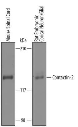 Human/Mouse/Rat Contactin-2/TAG1 Antibody, R D Systems 100&mu;g; Unlabeled:Antibodies,